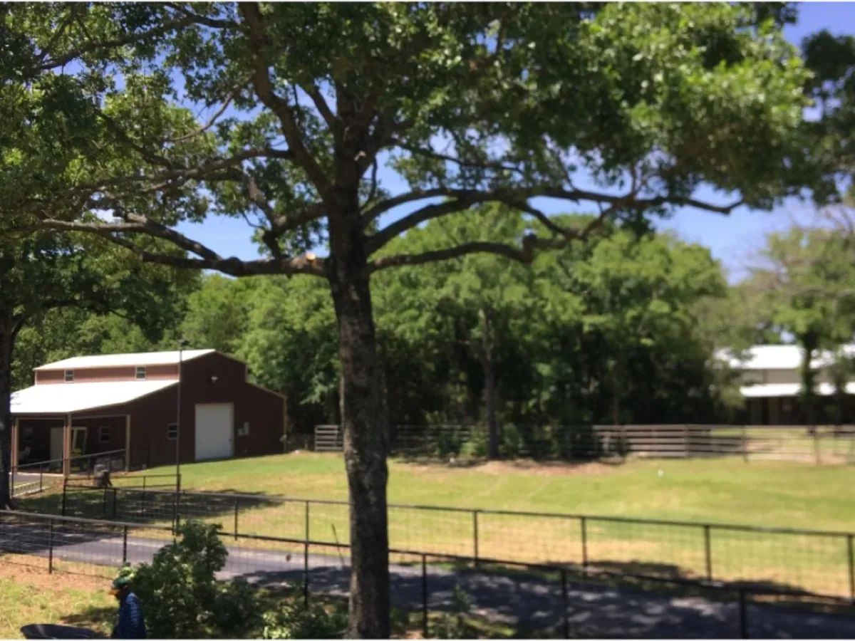 Mowed acreage with a large shade tree and a barn in the background