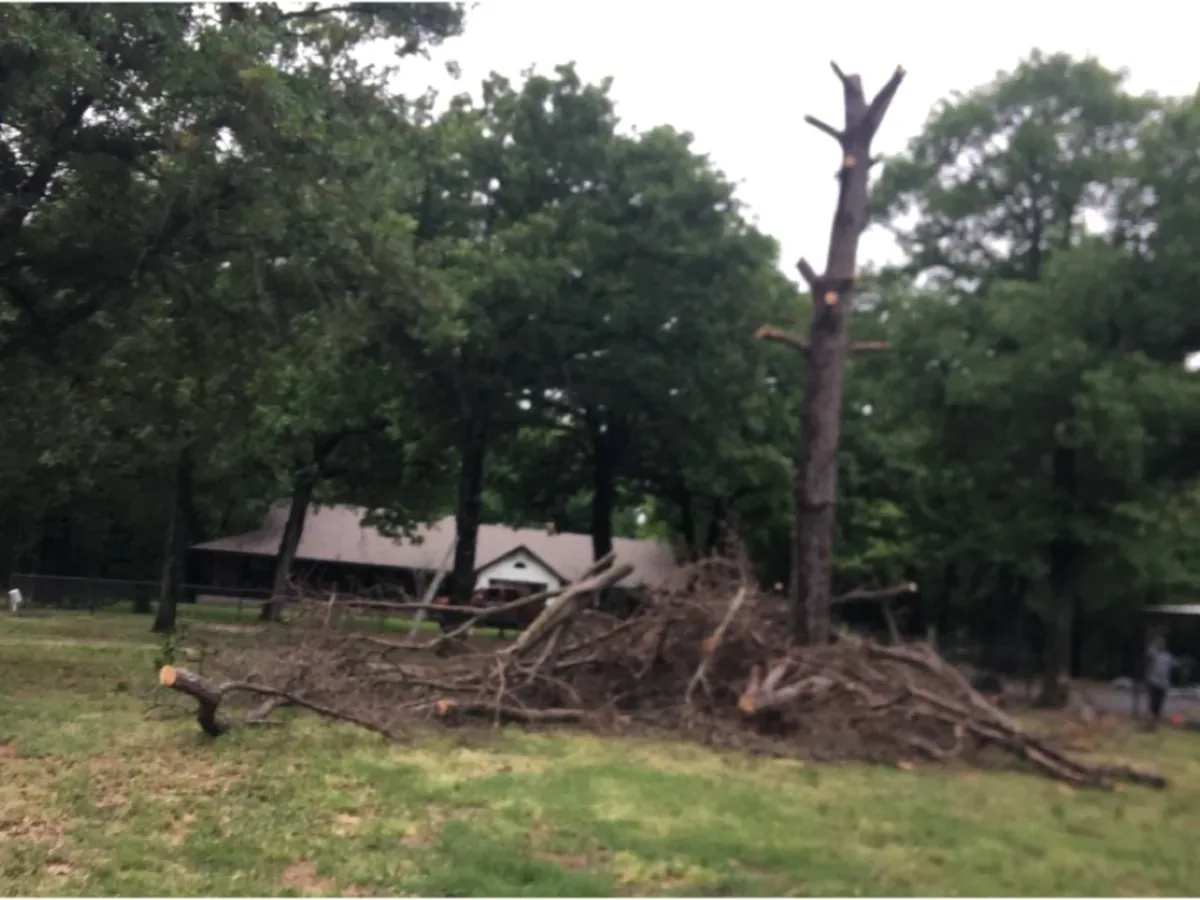 Large pile of cut brush and limbs from a lot clearing job