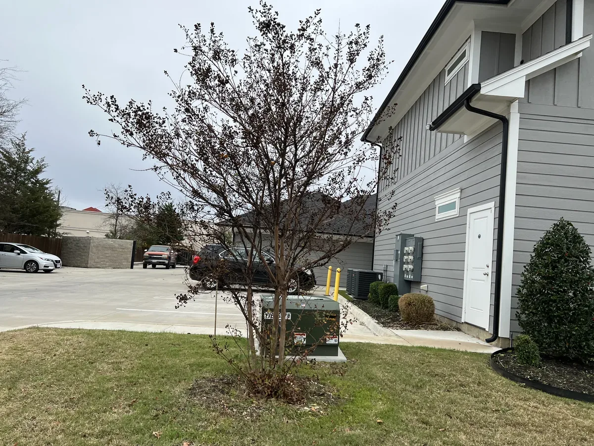 Trimmed crepe myrtle and shrubs at a commercial property parking lot