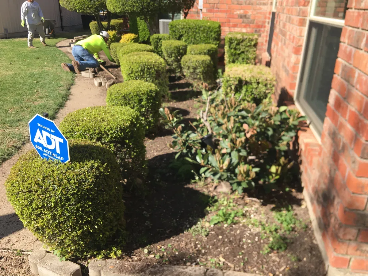 Trimming boxwood hedges and clearing a shrub bed at a brick home
