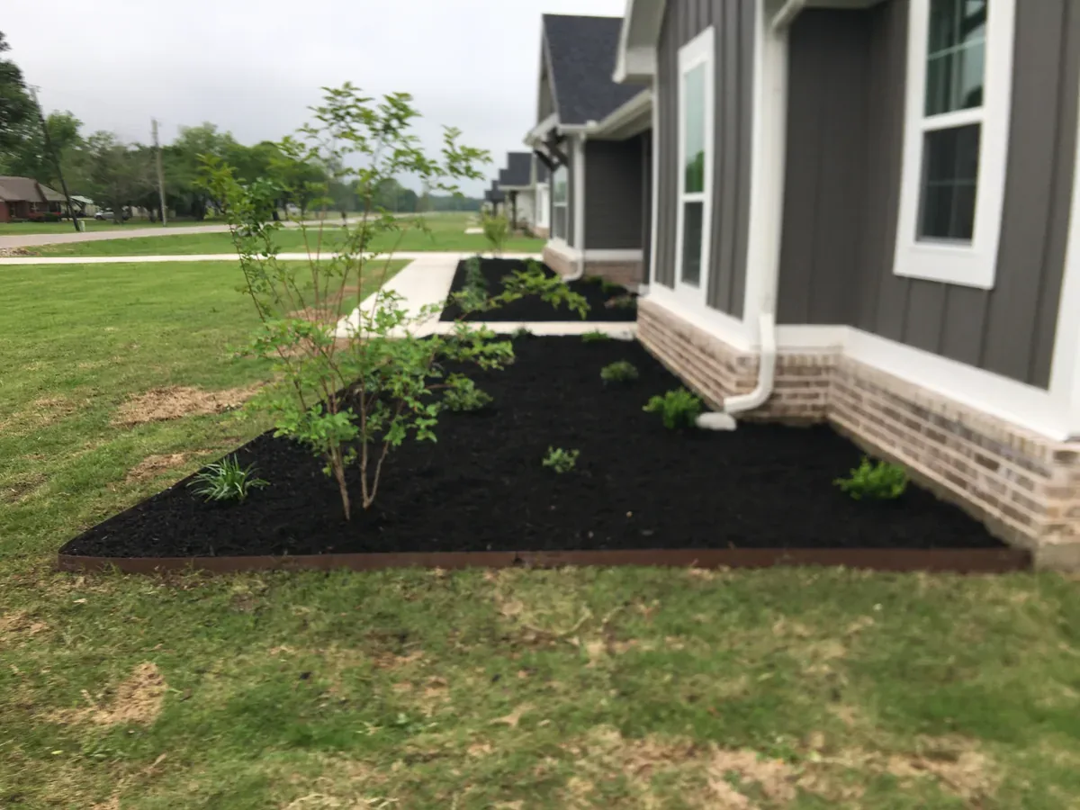 Fresh mulch installed in a front landscape bed with newly planted trees