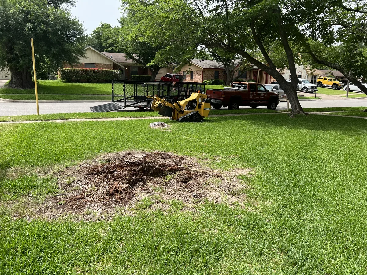 Mound of ground stump material on a front yard during cleanup